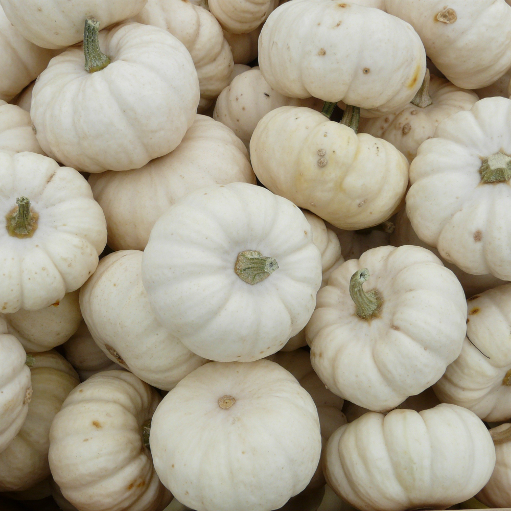 Pumpkin Perfect Package #2