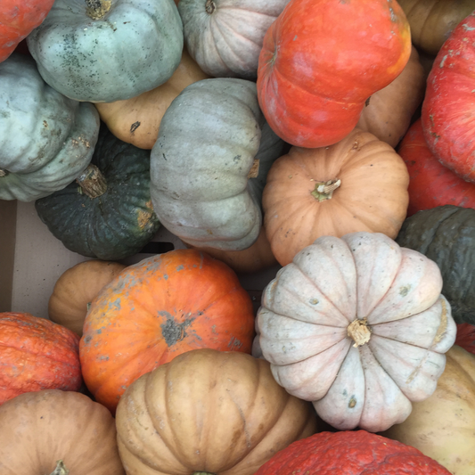 Pumpkin Perfect Package #1