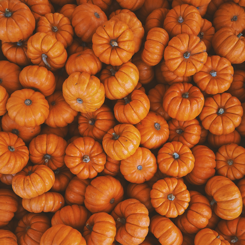 Pumpkin Perfect Package #2