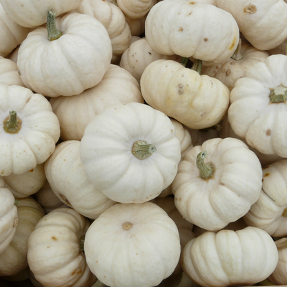 Pumpkin Perfect Package #2